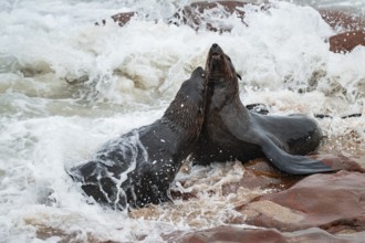 Male fur seals fighting for territory, Cape fur seal (Arctocephalus pusillus), Cape Cross, Atlantic