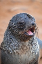Fur seal, Cape fur seal (Arctocephalus pusillus), Cape Cross, Atlantic coast, Namibia