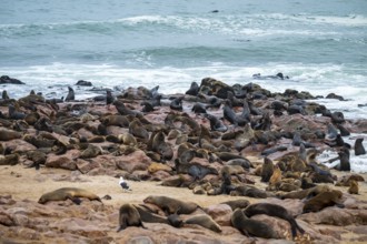 Seal colony, fur seal, Cape fur seal (Arctocephalus pusillus), Cape Cross, Atlantic coast, Namibia