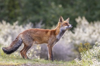Attentive fox (Vulpes vulpes) on a tree, Zandvoort, Netherlands