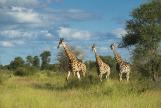 Giraffe (Giraffa) in the savannah, Kruger National Park, South Africa