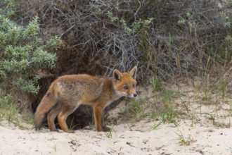 Fox (Vulpes vulpes), puppy, young fox, cute, Zandvoort, Netherlands