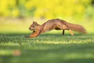 Running squirrel (ciurus vulgaris), Vechta, Lower Saxony, Germany