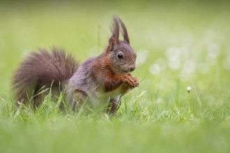Squirrel (ciurus vulgaris), Vechta, Lower Saxony, Germany