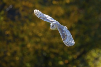 Barn owl (Tyto alba) in the evening light, Oldenburger Münsterland, Vechta, Lower Saxony, Germany