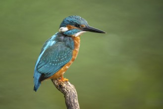 Kingfisher (Alcedo atthis) on a perch, Vechta, Lower Saxony, Germany