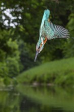 Kingfisher (Alcedo atthis) hunting, Vechta, Lower Saxony, Germany