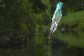 Kingfisher (Alcedo atthis) hunting, Vechta, Lower Saxony, Germany