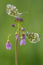 Aurora butterfly (Anthocharis cardamines) on meadowfoam, Oldenburger Münsterland, Vechta, Lower
