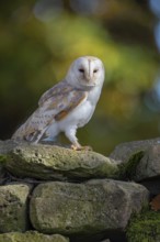 Barn owl (Tyto alba) in the evening light, Oldenburger Münsterland, Vechta, Lower Saxony, Germany