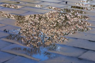 Flowering magnolia (Magnolia) in spring, Cloppenburg, Lower Saxony, Germany