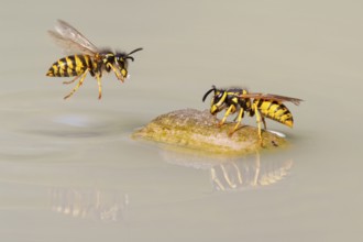 Wasps (Vespinae) in flight, Vechta, Lower Saxony, Germany