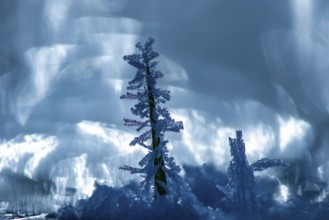Ice crystals on a blade of grass in winter, hoarfrost, Goldenstedt, Lower Saxony, Germany