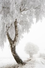 Birch (Betula) in hoarfrost in winter, snow, Vechta, Lower Saxony, Germany