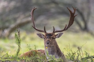 Fallow deer (dama dama), male, deer, Zandvoort, North Holland, Netherlands