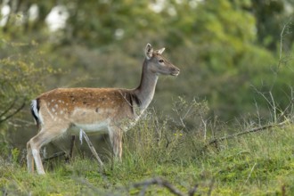 Fallow deer (dama dama), Zandvoort, North Holland, Netherlands