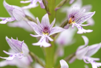 Helm's-orchid (Orchis militaris), Leutra, Jena, Thuringia, Germany
