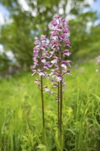 Purple Orchid (Orchis purpurea), Leutra, Jena, Thuringia, Germany