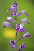 Helm's-orchid (Orchis militaris), Leutra, Jena, Thuringia, Germany