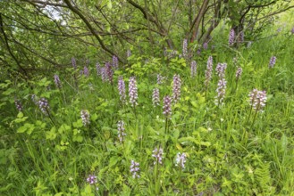 Purple Orchid (Orchis purpurea), Leutra, Jena, Thuringia, Germany