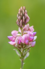 Seed asparagus (Onobrychis viciifolia), Leutra, Jena, Thuringia, Germany