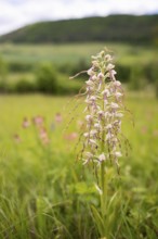 Goat's tongue (Himantoglossum hircinum), Leutra, Jena, Thuringia, Germany