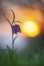 Snake's Head Fritillary (Fritillaria meleagris) at sunrise in a wet meadow in spring, Berne, Lower