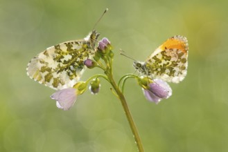 Aurora butterfly (Anthocharis cardamines) on meadow foamwort at sunset in spring, butterfly,