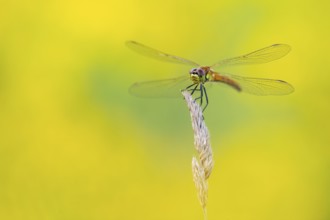 Marsh dragonfly (Sympetrum depressiusculum), Ahlhorn, Lower Saxony, Germany