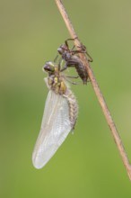 Methamorphosis of a four-spot (Libellula quadrimaculata), dragonfly, Oldenburger Münsterland, moor,