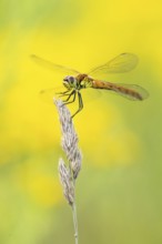 Marsh dragonfly (Sympetrum depressiusculum), Ahlhorn, Lower Saxony, Germany