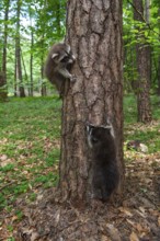 Young raccoon (Procyon lotor) on a discovery tour, Steinhagen, North Rhine-Westphalia, Germany