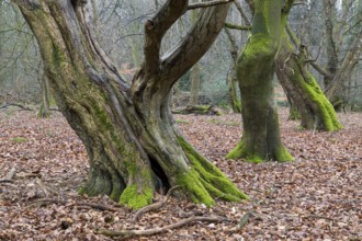 Old trees with dead wood in the Hudewald Urwald tree trail in the Ahlhorner Fischteiche nature
