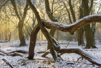 Winter in the jungle tree trail with ancient trees in the Ahlhorner Fischteiche nature reserve,