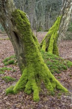 Old trees with dead wood in the Hudewald Urwald tree trail in the Ahlhorner Fischteiche nature