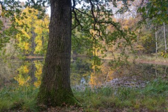 Autumn in the Ahlhorn Fish Ponds Nature Reserve of the Lower Saxony State Forests, Ahlhorn, Lower