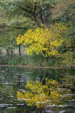 Autumn in the Ahlhorn Fish Ponds Nature Reserve of the Lower Saxony State Forests, Ahlhorn, Lower