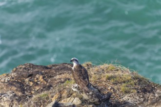 Daytime capture of an osprey holding a fish on rocks at Cape Byron, New South Wales, Australia