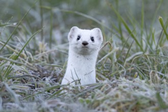 Ermine (Mustela erminea), in winter fur, Münster, Tyrol, Austria
