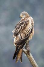 Red kite (Milvus milvus), sitting on a branch, Münster, Tyrol, Austria