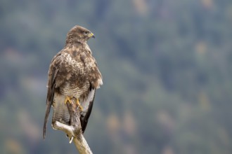 Common buzzard (Buteo buteo) sitting on a branch, Terfens, Tyrol, Austria
