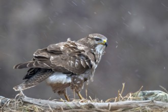 Common buzzard (Buteo buteo) sitting on the ground during snowfall, Terfens, Tyrol, Austria