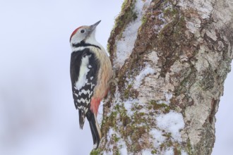 Middle spotted woodpecker (Dendrocopos medius) on an old birch tree overgrown with moss, Wildlife,