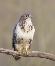 Buzzard (Buteo buteo) sitting attentively on a branch, wildlife, animals, birds, bird of prey,