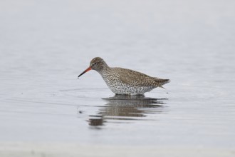 Redshank (Tringa totanus) standing on a flooded meadow in the morning mist, snipe bird, spring,