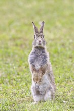 Wild rabbit (Oryctolagus cuniculus), sitting in a meadow, making mate, erect, fully grown, alert,