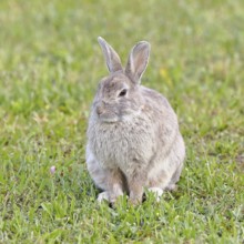 Wild rabbit (Oryctolagus cuniculus), sitting in a meadow, adult, alert, wildlife, animals, rodent,