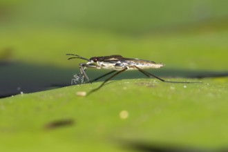 Common pond skater (Gerris lacustris) adult insect feeding on an aphid on a water lily pad or leaf