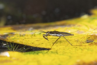 Common pond skater (Gerris lacustris) adult insect on a fallen autumn tree leaf on the water