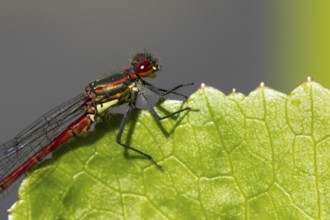 Large red damselfly (Pyrrhosoma nymphula) adult insect resting on a plant leaf in summer, England,